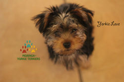 yorkie love2