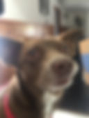 Papa
