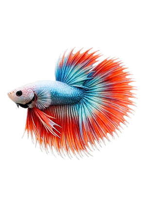 29b918e5-05c2-4760-8acf-55f2c5874b43.png