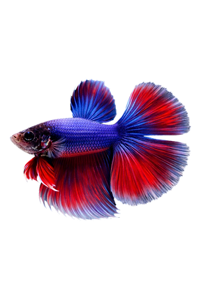 93b48ef9-b4ad-44b7-8590-b493f7ea336f_preview_rev_1.png