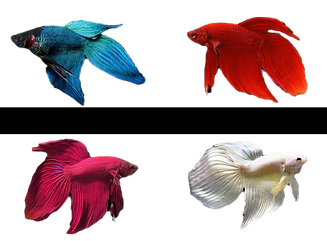 Randomly-Selected-Veiltail-Betta-Male-Betta-splendens_edited.png