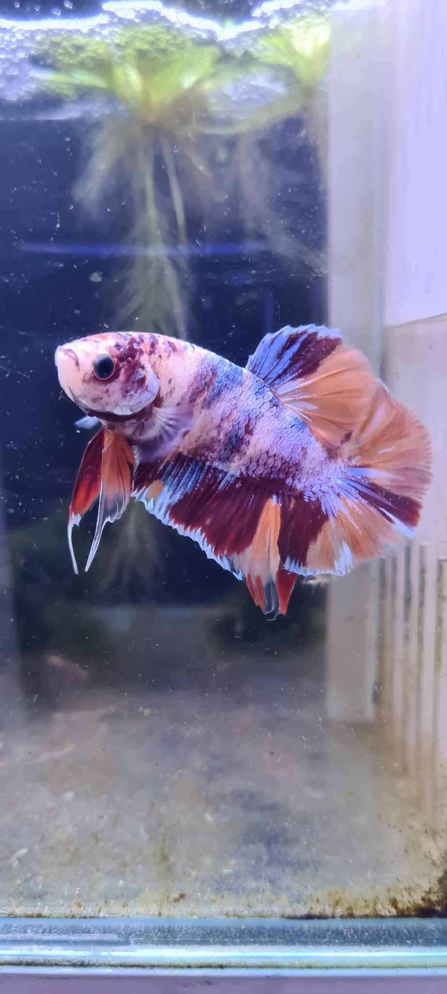 Betta Plakat Nemo