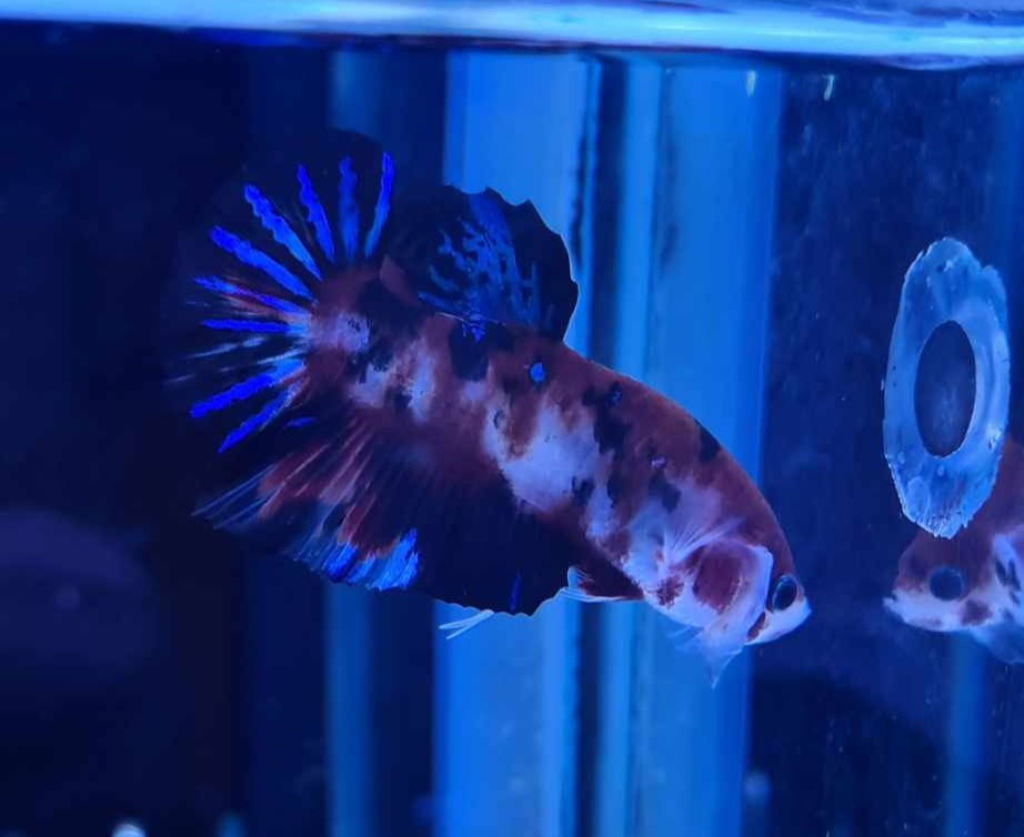 Miniature : Betta plakat koi