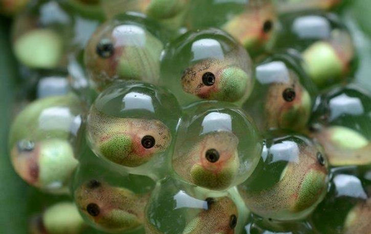 fish eggs (1)_edited.jpg