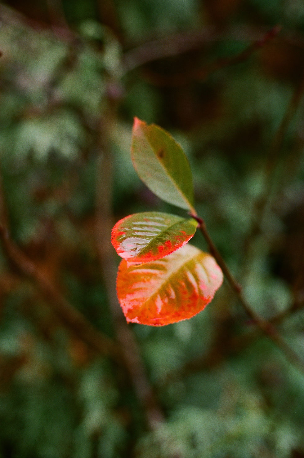 leaves turning color
