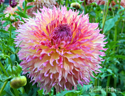 Myrtle's Folly | Midwest Dahlias