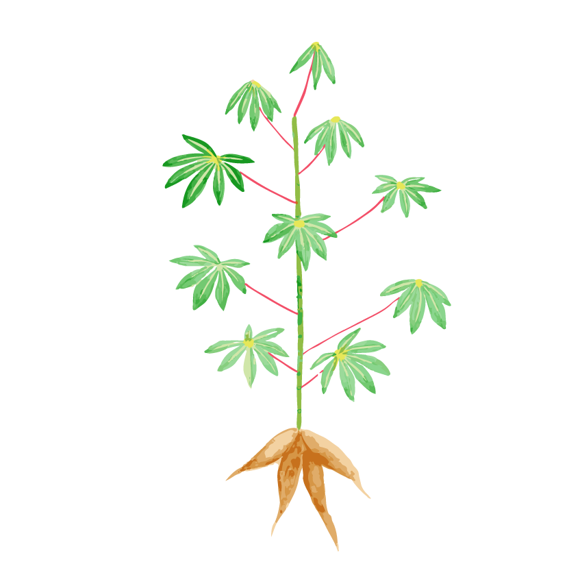 Prancheta 2 cópia 3.png