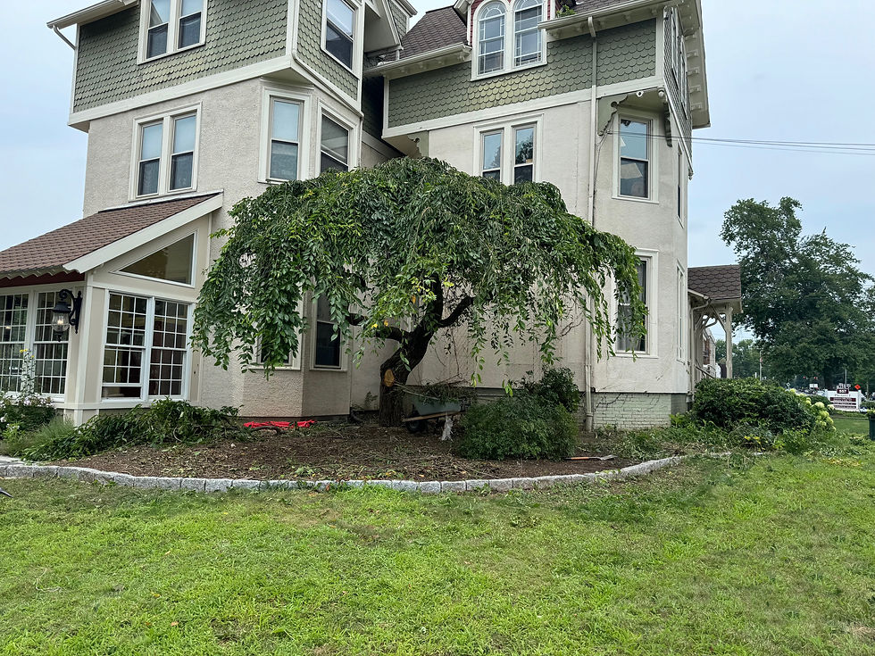 Pruning after