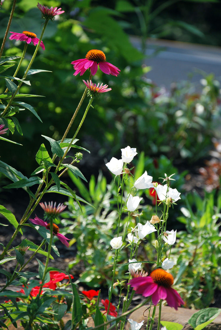 Perennial Border
