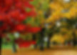 Fall Foliage