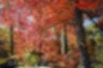 Fall Clean Up