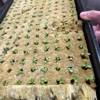 Lettuce seeds ready to grow in a hydroponic tower