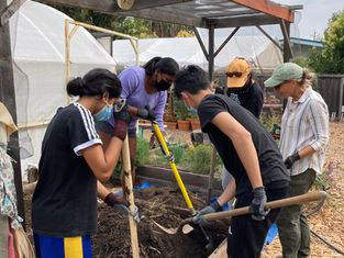 What I Did to Keep Out Rodents Known As Gophers