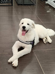 dog crossed paws.jpg