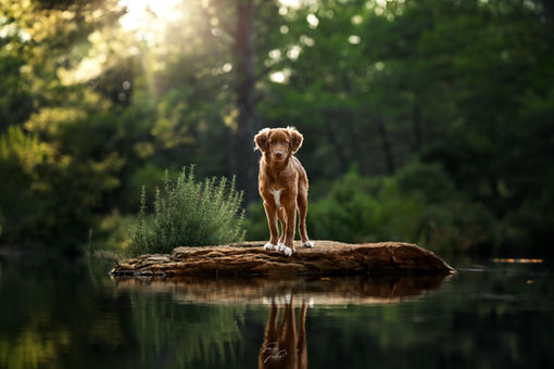 Photographe-chien-Bouches-du-Rhône-Var
