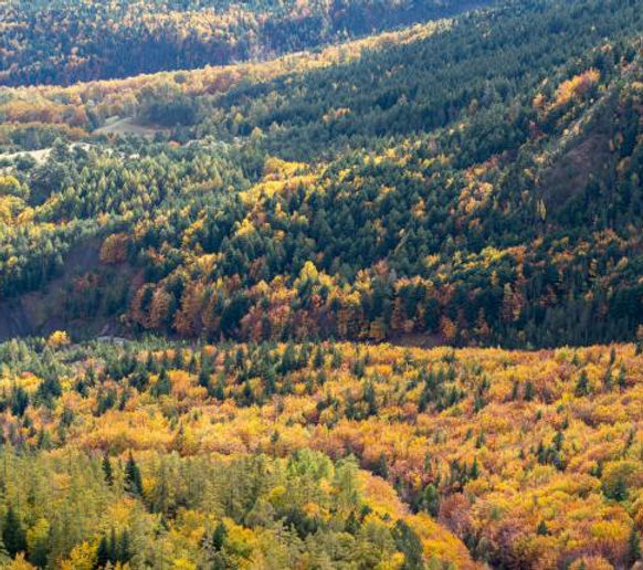 Massif diversifié.jpg