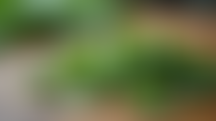 Buy Organic Green Tea: Order Premium Organic Green Tea Online