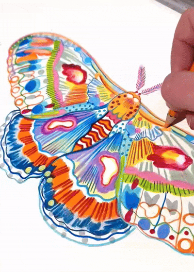 vidéo papillon aline saint loup.gif