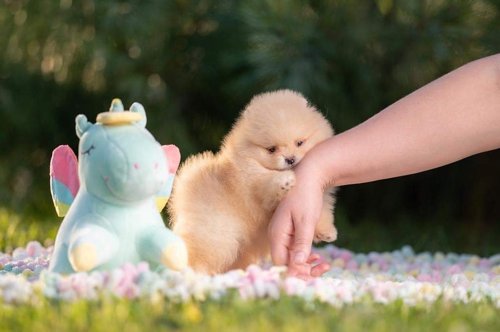 Miniatura: light orange Pomeranian, Pomerania, pommern, pomeranien