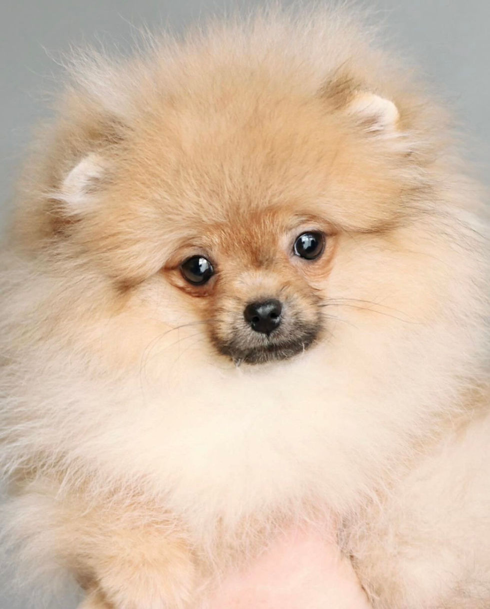 Thumbnail: orange sable Pomeranian, Pomerania, pommern, pomeranien