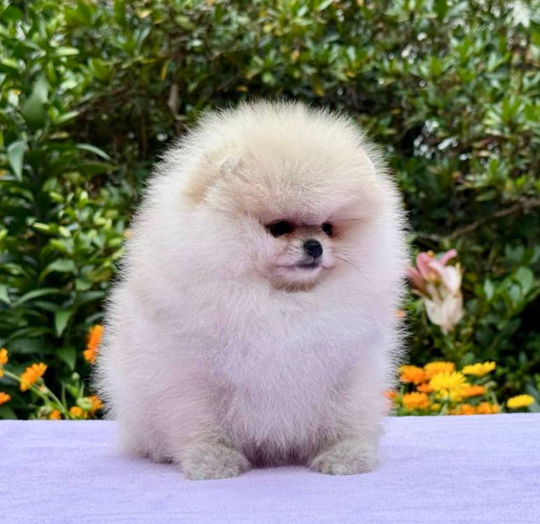 Miniatura: COCONUT 