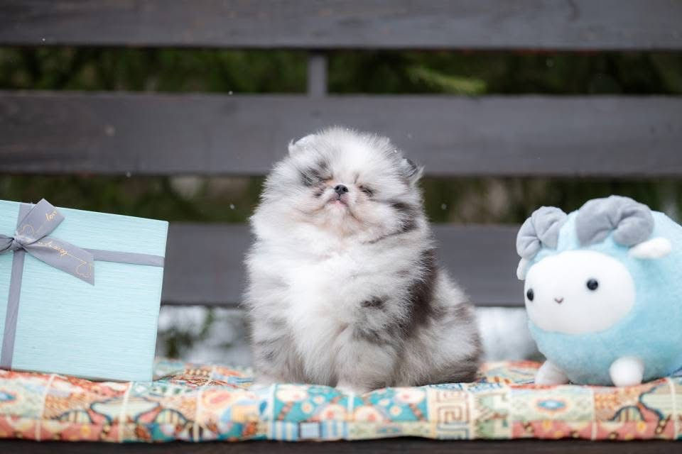 Thumbnail: ALEXANDER 