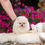 Miniatura: light cream Pomeranian, Pomerania, pommern, pomeranien