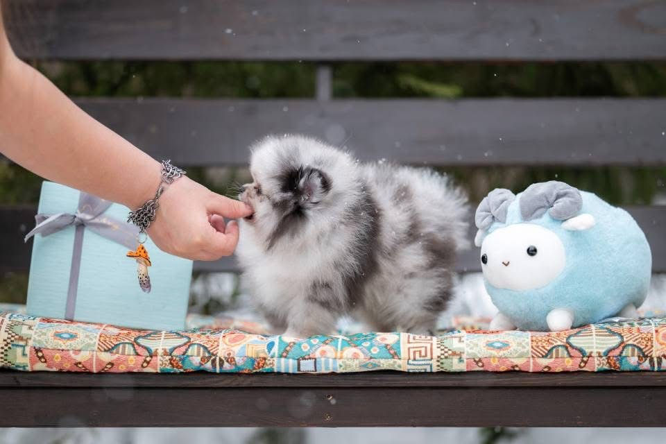 Thumbnail: ALEXANDER 