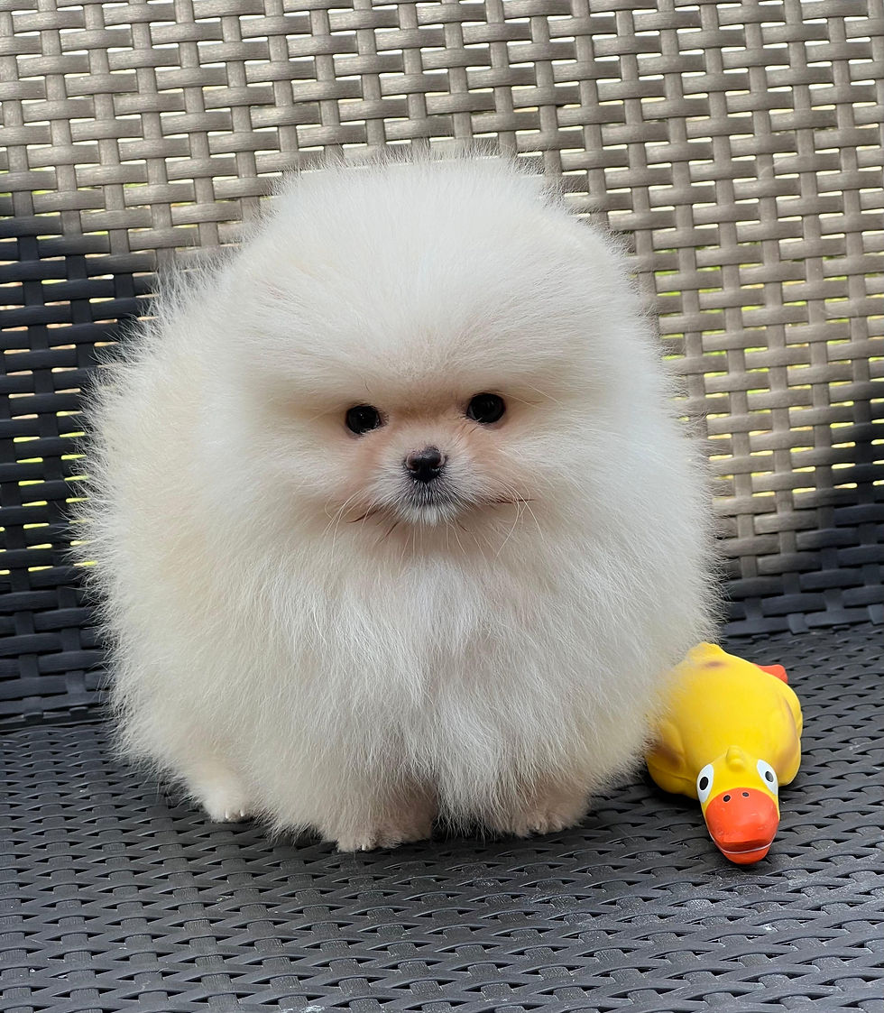 Thumbnail: BENTLEY
