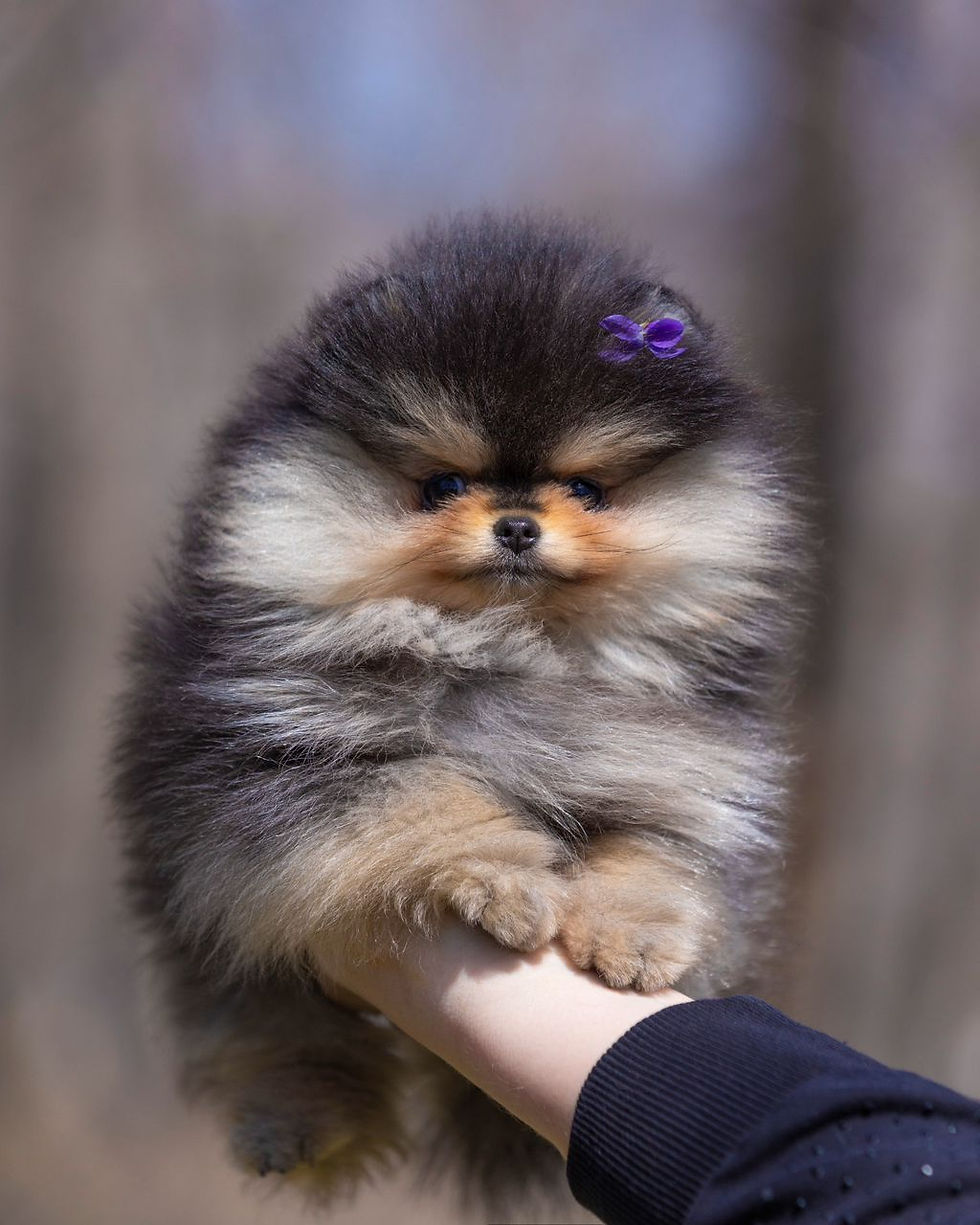 Miniaturbild: MARTISCHA