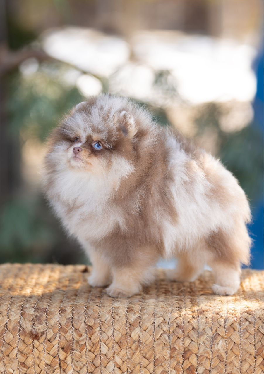 Miniatura: VINCITORE