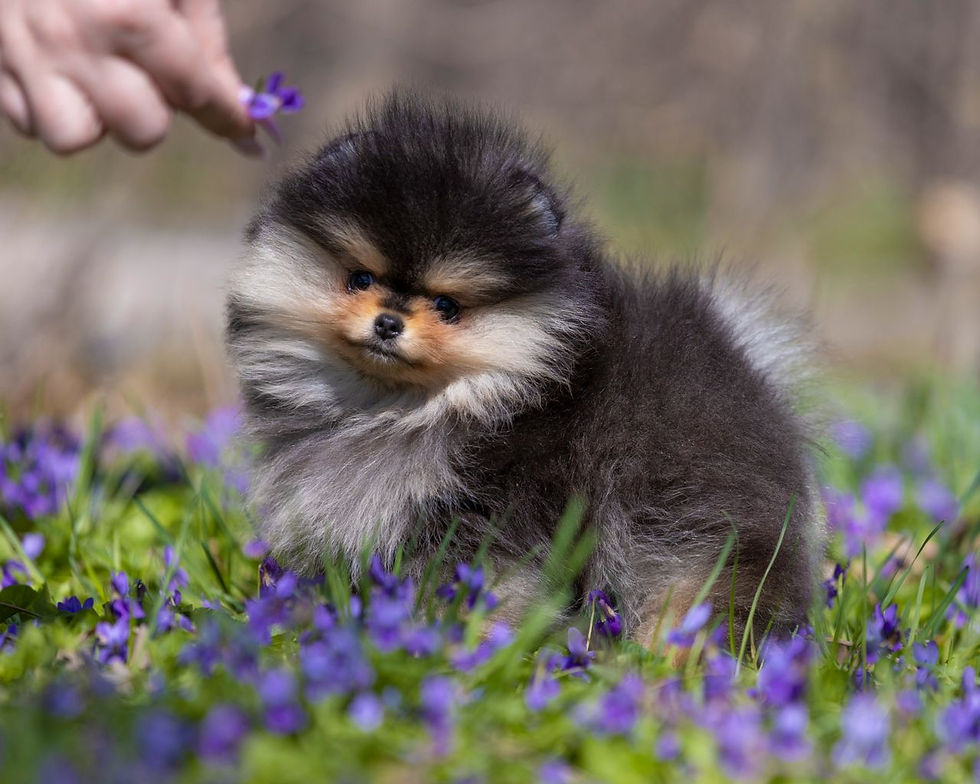 Miniaturbild: MARTISCHA