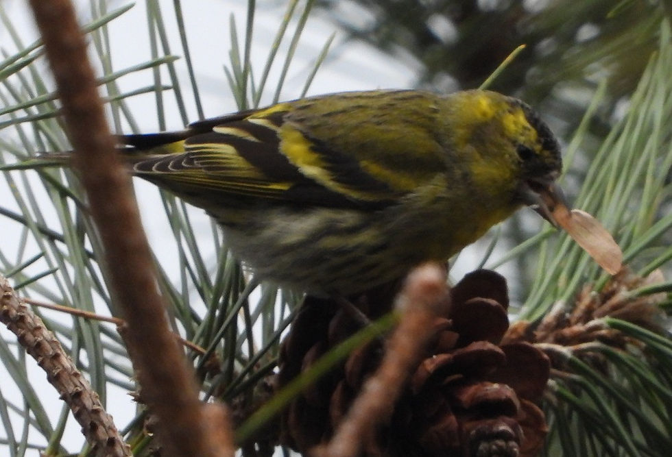 In Korean language, the bird is called “black-headed Green finch” © Bernhard Seliger