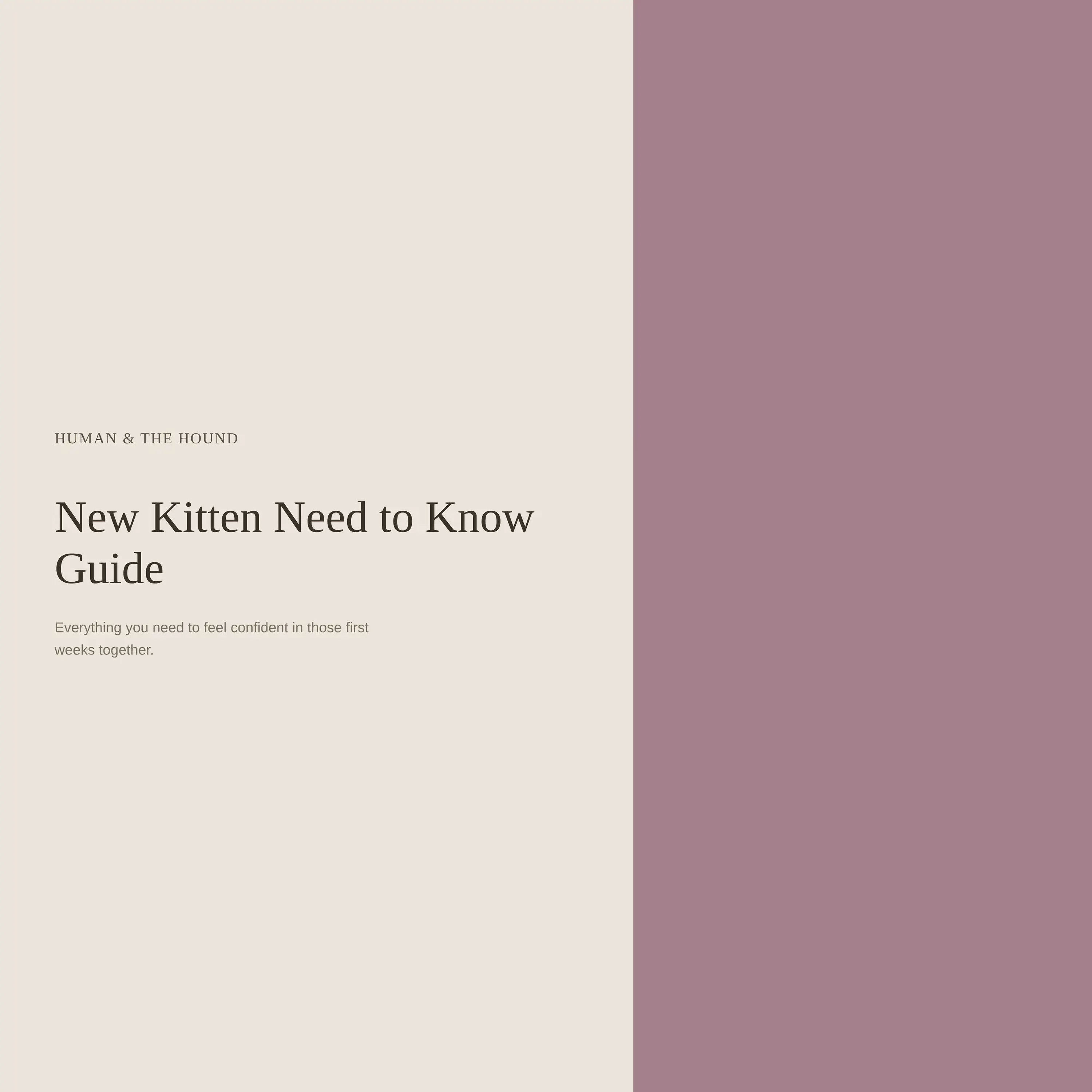 New Kitten Need To Know Guide