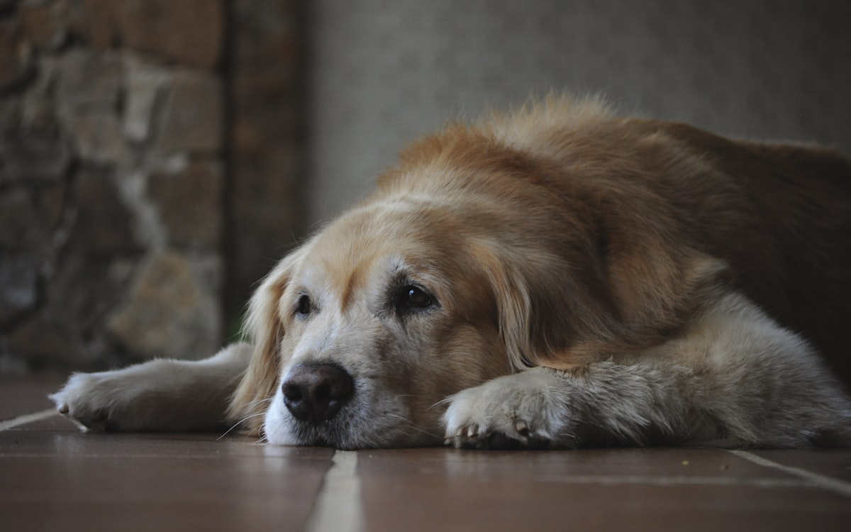 Senior golden retriever with a grey muzzle lying on the floor looking calm and content