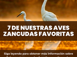 7 De Nuestras Aves Zancudas Favoritas
