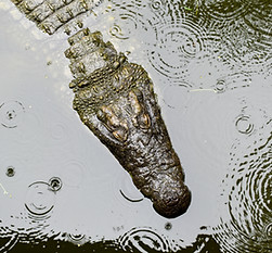 Everglades Rain - Gator.jpeg