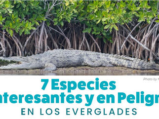 7 Especies en Peligro de Extinción en Los Everglades