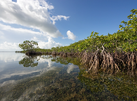 mangroves.webp