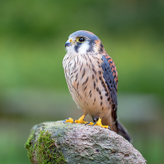 american kestrel