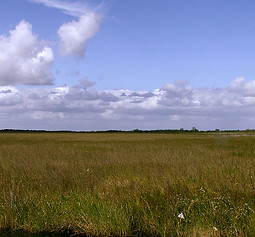 Sawgrass Marsh Habitat (1).JPG
