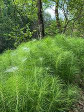 IMG_4196.jpeg