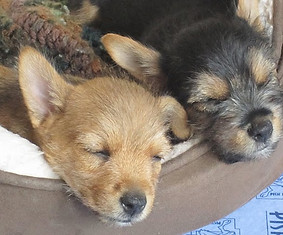 Sleepy puppies