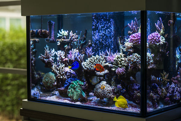 Saltwater aquarium