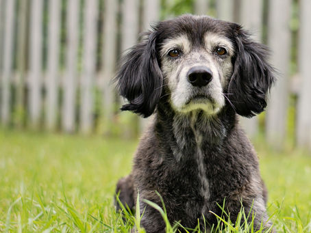 Keep your senior pet happy