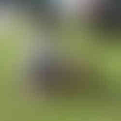 Bulldog in the non-sporting dog show ring