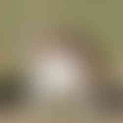 Female bulldog in show stack position