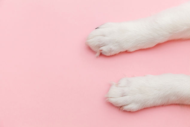 Pet Life Paws