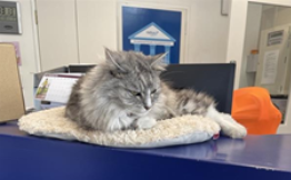 Milli the cat busy sleeping at work