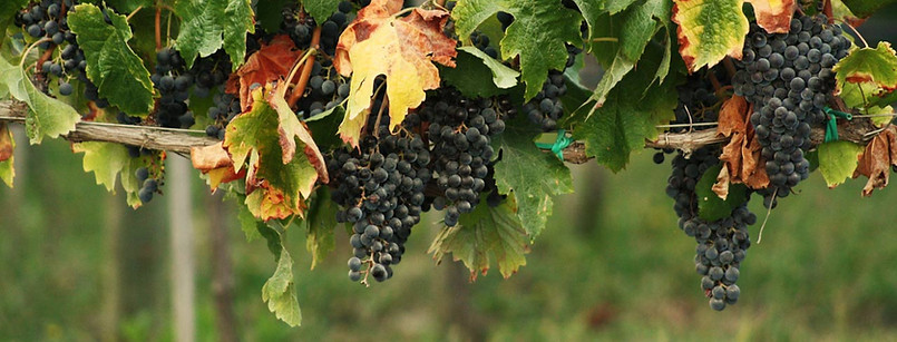 Grapes